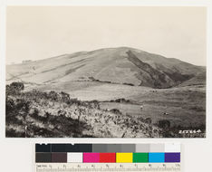 Image of coastal sagebrush