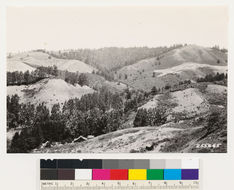 Image of coastal sagebrush