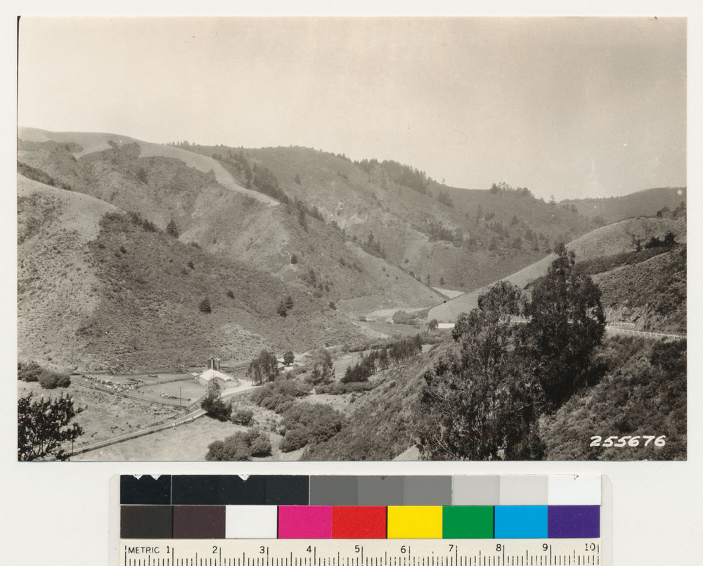 Image of coastal sagebrush