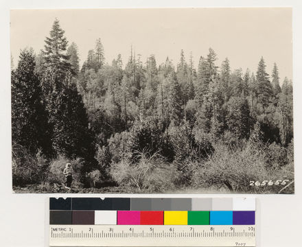 Image of white fir