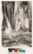 Image of redwood-sorrel