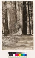 Image of redwood-sorrel