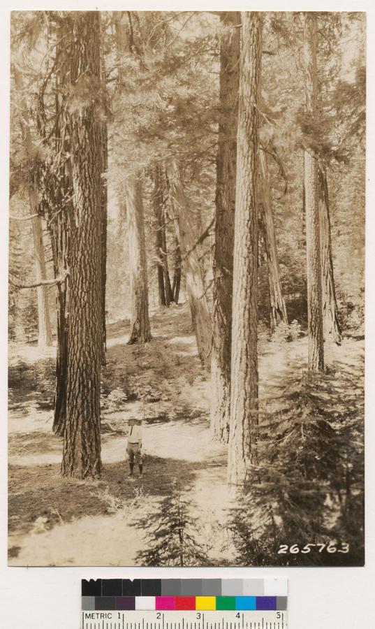 Image of California Red Fir