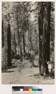 Image of California Red Fir