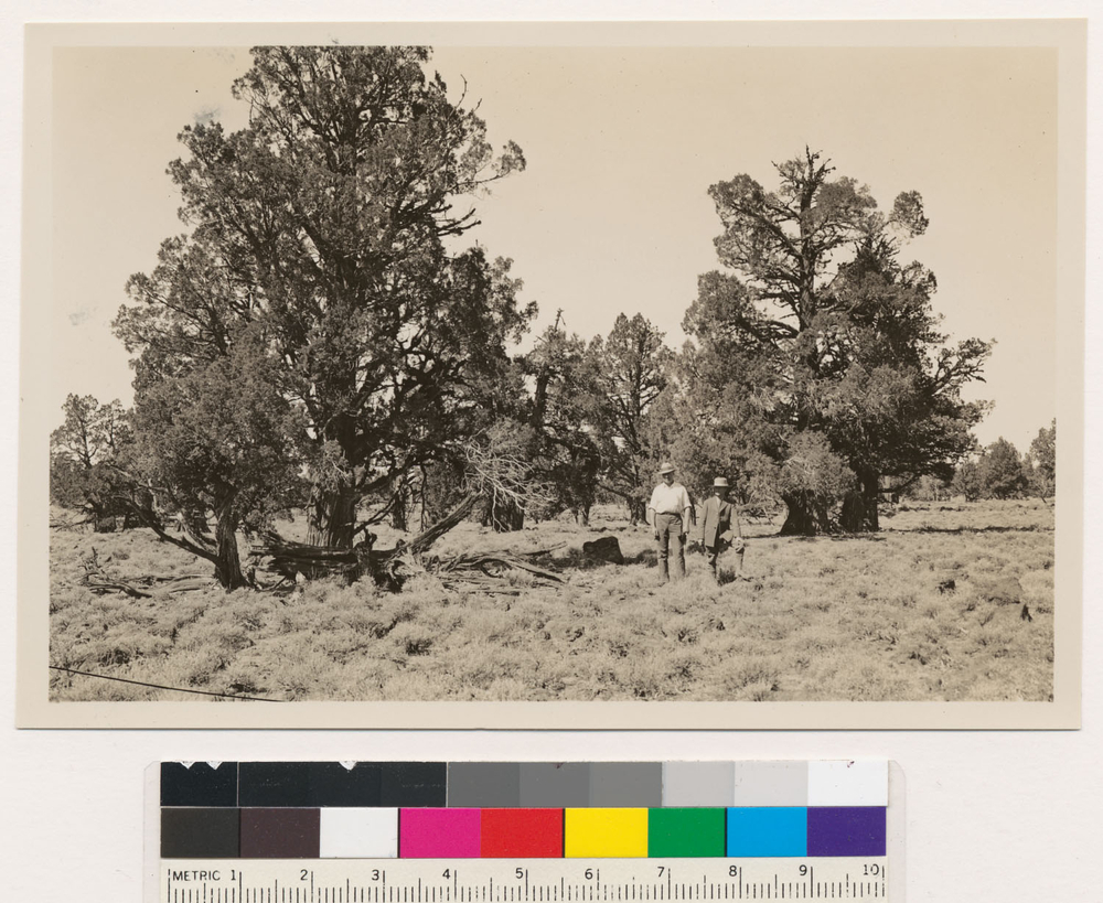 Слика од Juniperus occidentalis Hook.