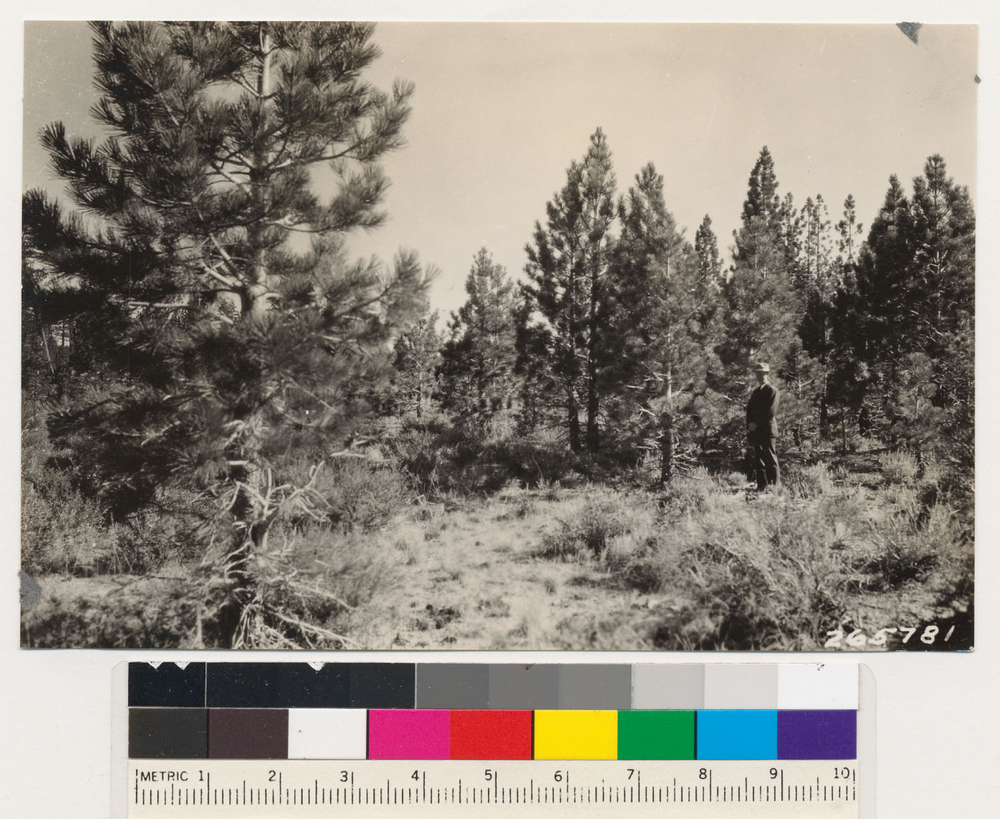 Image of Jeffrey Pine