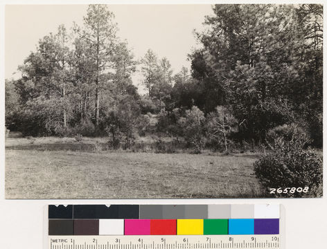 Image of pointleaf manzanita