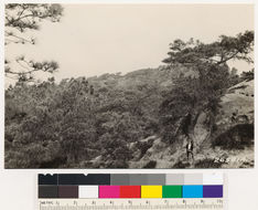 Image of Torrey pine