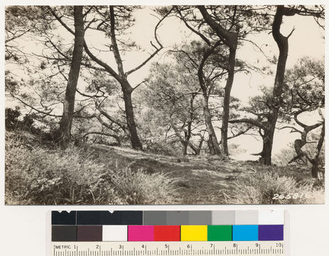 Image of Torrey pine