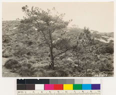 Image of Torrey pine