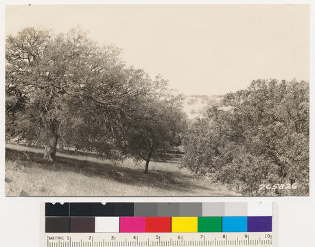 Image of Engelmann oak