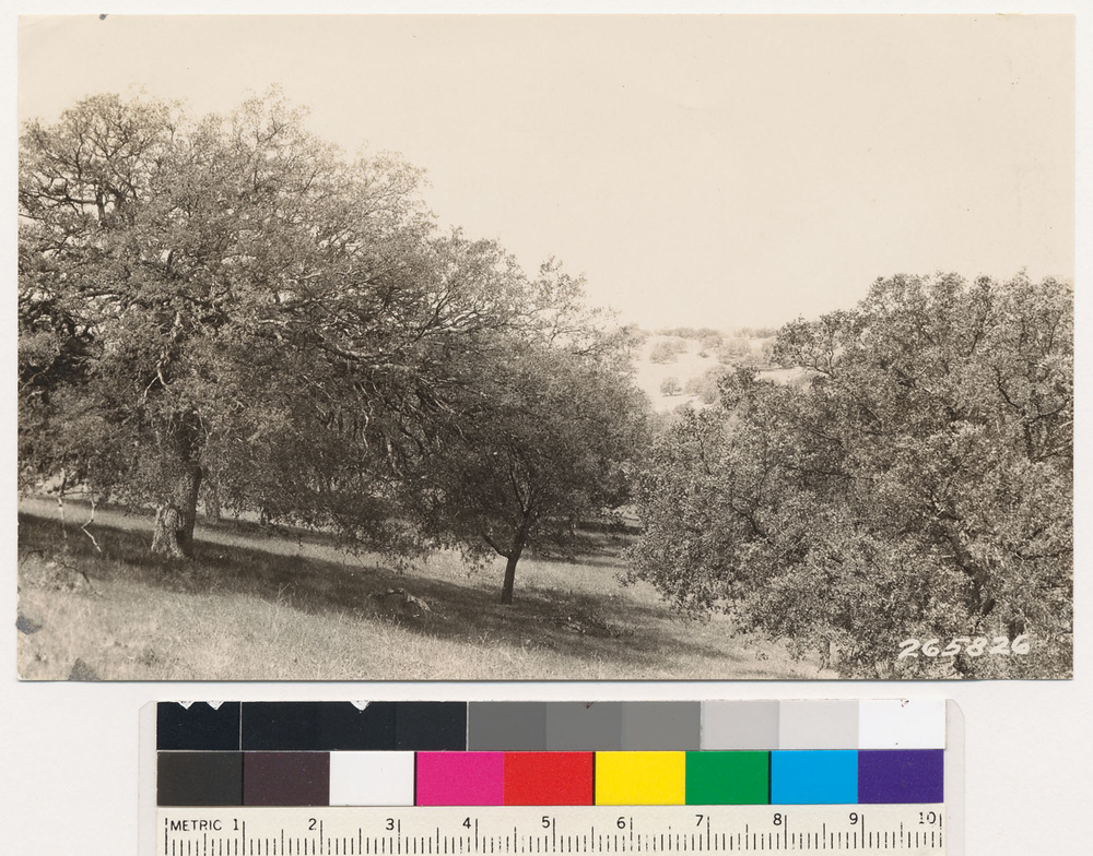 Слика од Quercus engelmannii Greene
