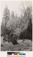 Image of white fir