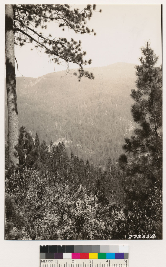 Image of Jeffrey Pine