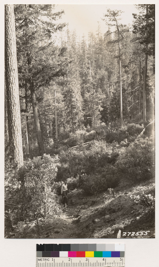 Image of sticky whiteleaf manzanita