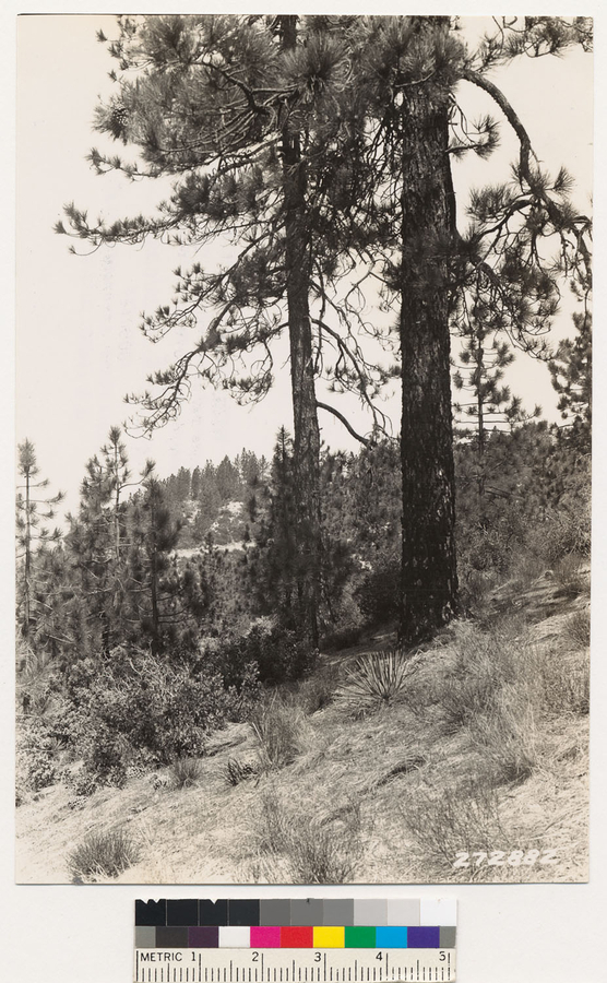 Image of hoary manzanita