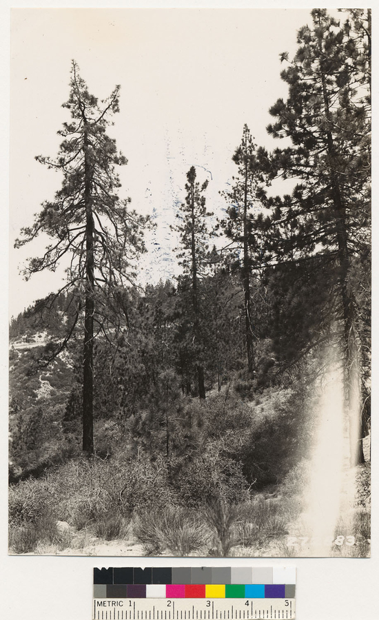 Image of Eastwood's manzanita