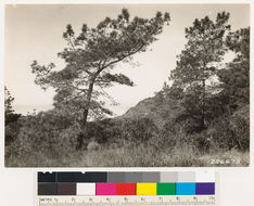 Image of Torrey pine