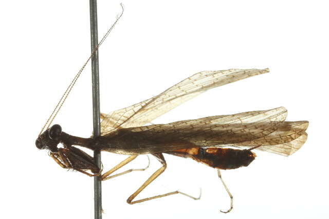 صورة Iridopteryginae
