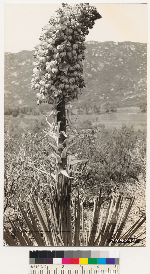 Image of chaparral yucca