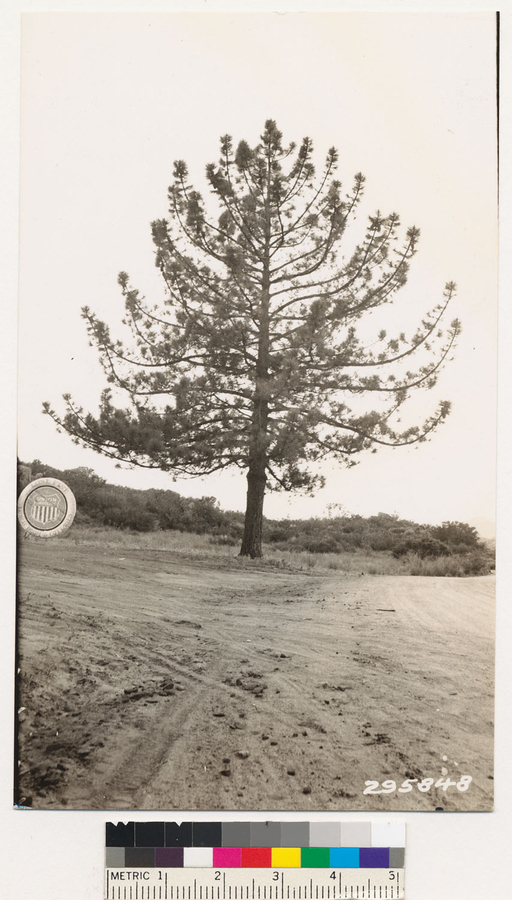 Image of Coulter pine