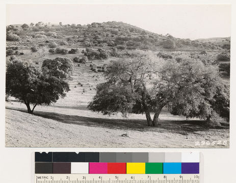 Image of Nutall's scrub oak