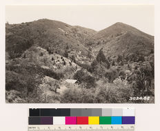 Image of Eastwood's manzanita