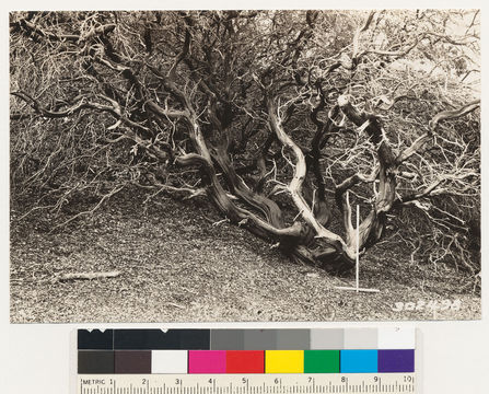 Слика од Arctostaphylos andersonii A. Gray