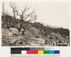 Image de Arctostaphylos andersonii A. Gray