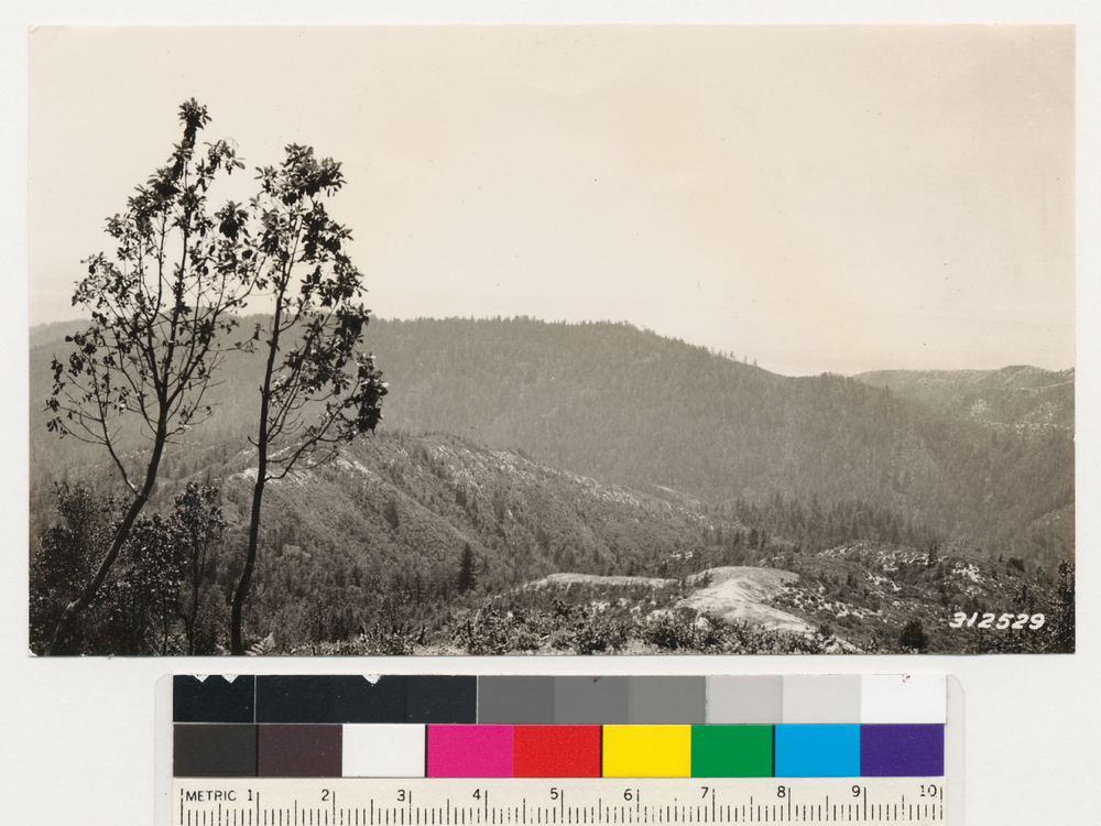 Image of Eastwood's manzanita