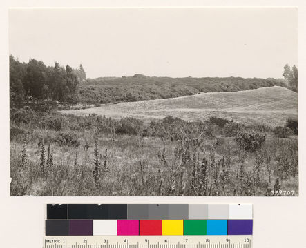 Image of Hooker's manzanita