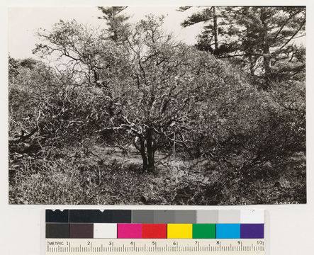 Image of Baker's manzanita