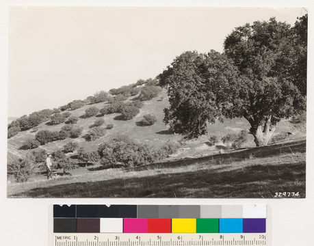 Image of Nutall's scrub oak