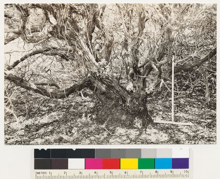 Image of shagbark manzanita