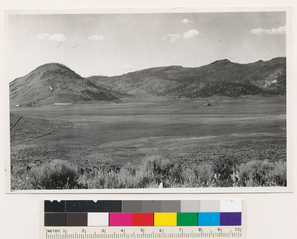 Image of big sagebrush