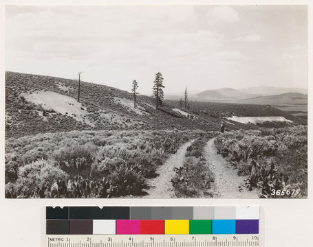 Image of big sagebrush