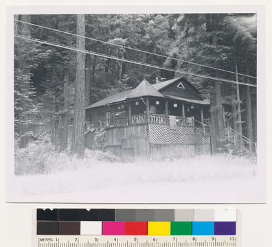 Image of California Redwood