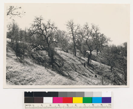 Image of blue oak