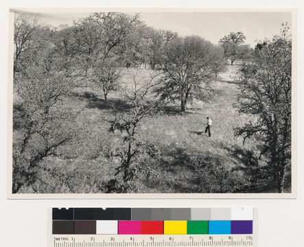 Image of blue oak