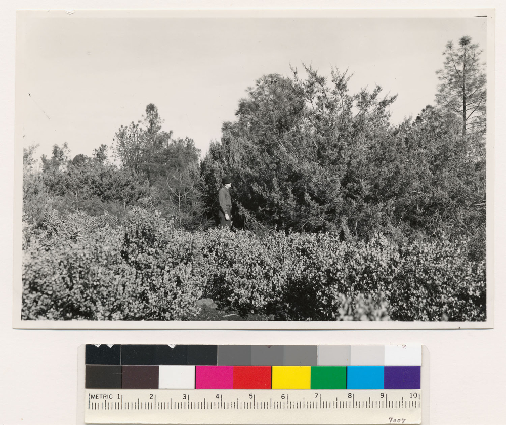 Image of sticky whiteleaf manzanita