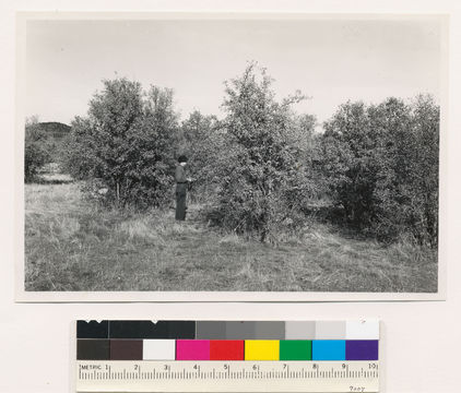 Image of blue oak