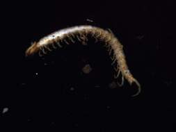 Image of Scolopocryptopidae Pocock 1896