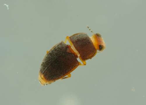 Image of Propalticidae