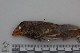 Image of Medium Ground Finch