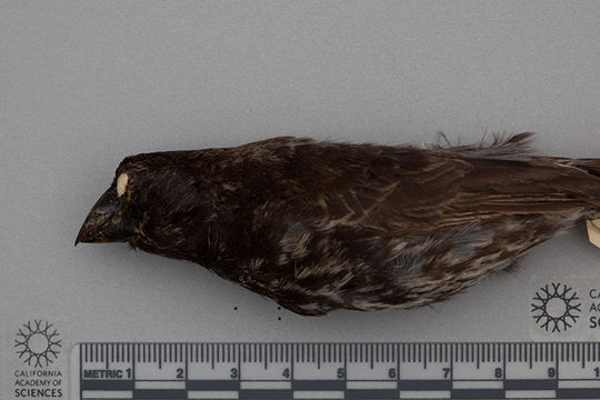 Image of Medium Ground Finch