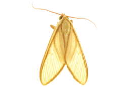 Image of Phaeomolis Hampson 1901