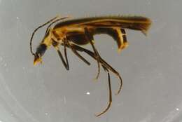 Image of Prionoceridae