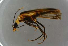 Image of Prionoceridae