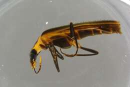 Image of Prionoceridae