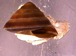 Image of Trochomorphidae